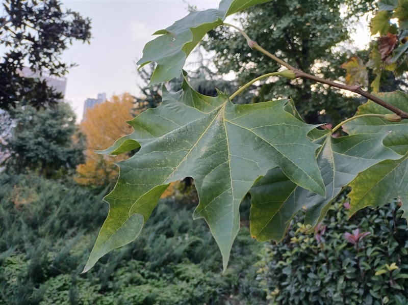 2021年唯一5G大屏手機(jī)！榮耀X30 Max評(píng)測(cè)：拍照、續(xù)航都有小驚喜