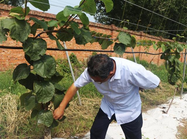 创新育种 支撑陕西猕猴桃产业高质量发展——走进西北农林科技大学国家猕猴桃育种研究眉县创新基地