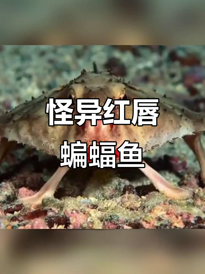 红唇蝙蝠鱼:走路的怪咖,海底“口红”达人