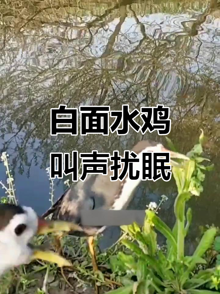 清晨白面水鸡鸣叫不停,吵得人无法入睡