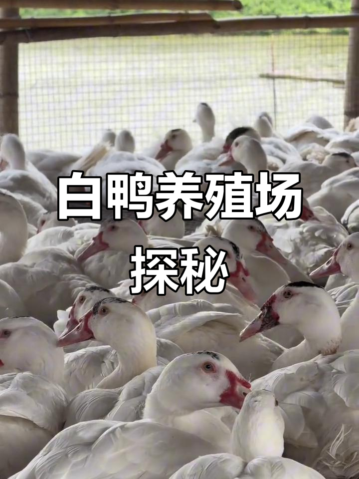 探访白鸭养殖场,12斤重稳如泰山