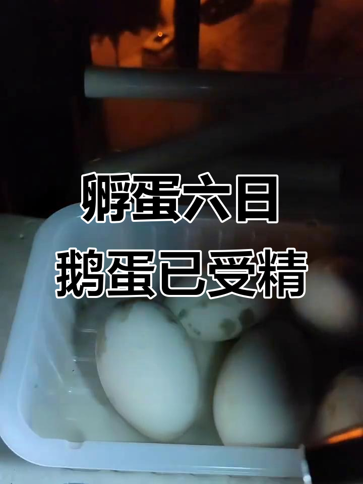 孵化鹅蛋鸭蛋,第六天照蛋发现受精迹象