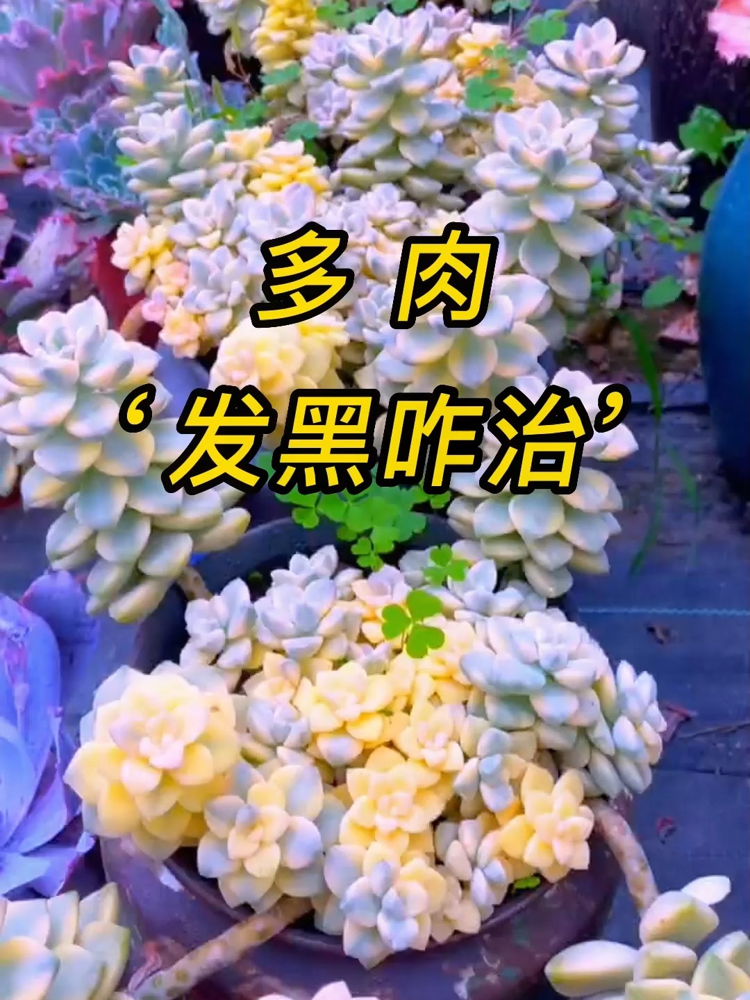 多肉发黑是怎么回事