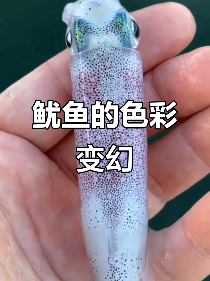 鱿鱼如何变色？揭秘皮肤下的惊人机制