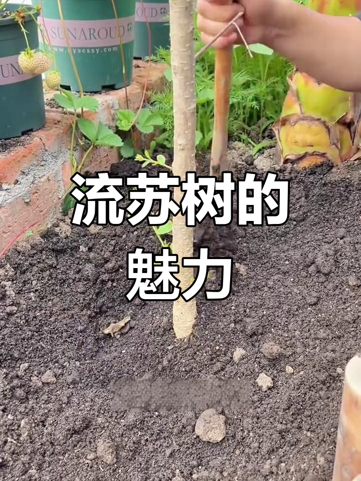 黑全麦面包,松软香甜又营养,早餐代餐必备