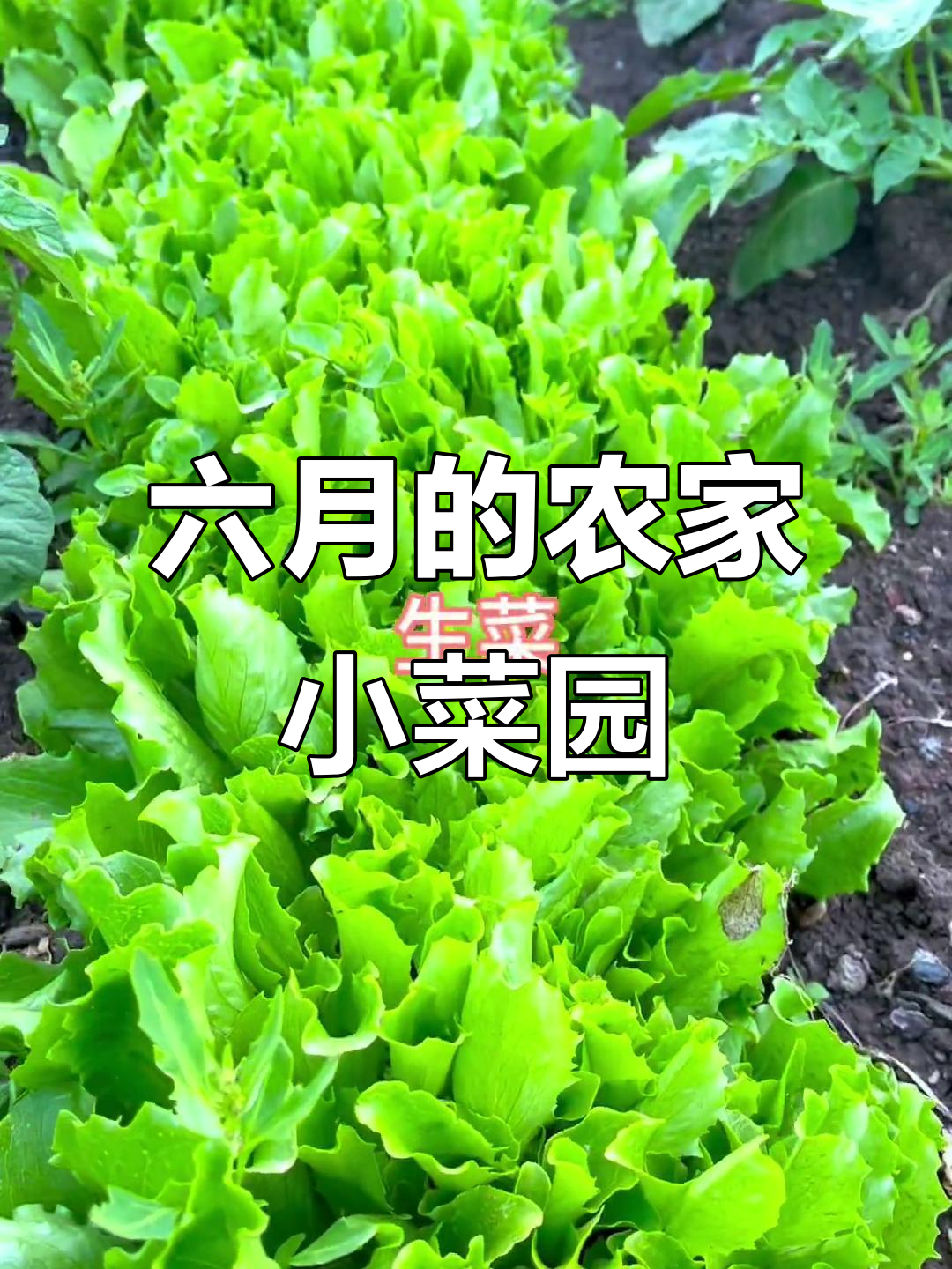 东北六月初的菜园子,纯天然绿色蔬菜大丰收