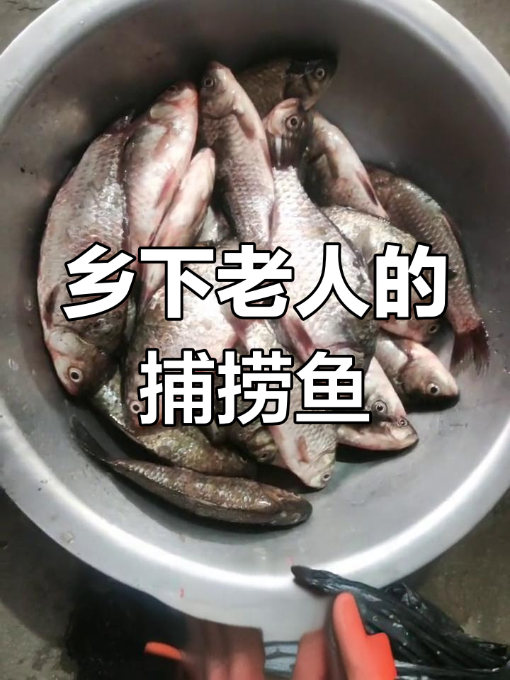 超市门口的老人卖鱼,十五块钱买回家值不值?