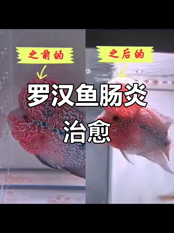 罗汉鱼肠炎恢复记:从缩头到满血复活