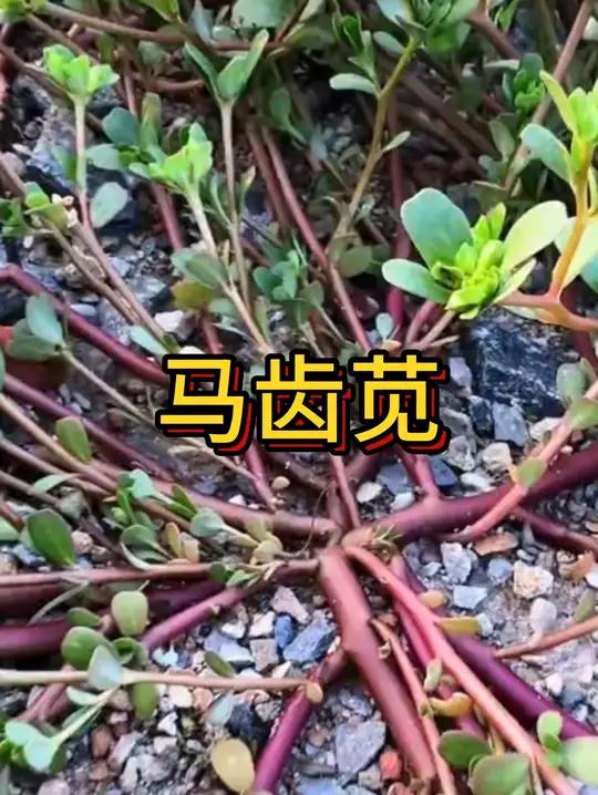 夏季常见的马齿苋你知道吗?识百草 一日一植物 植物科普 马齿苋