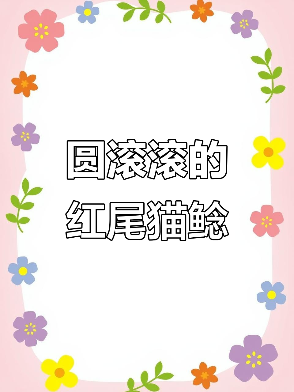 红尾猫鲶胖嘟嘟,手感绝佳!饲养员叔叔值得加鸡腿!