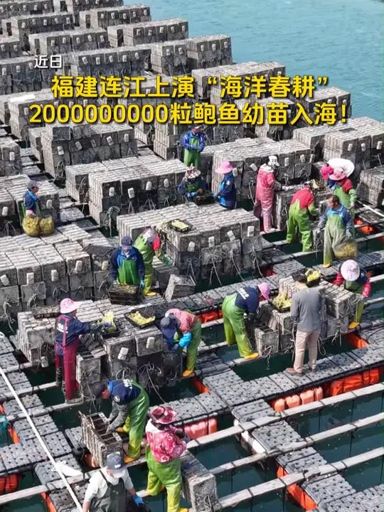 福建连江上演“海洋春耕”,2000000000粒鲍鱼幼苗入海!