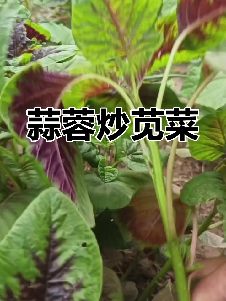 蒜蓉炒苋菜,简单又美味,营养满满的长寿菜