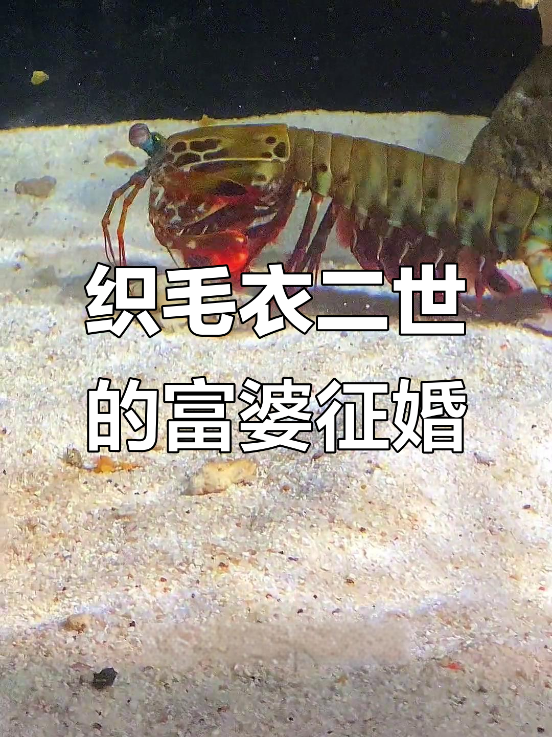 织毛衣二世正式上线,富婆生活曝光!章鱼大战鲨鱼的意外