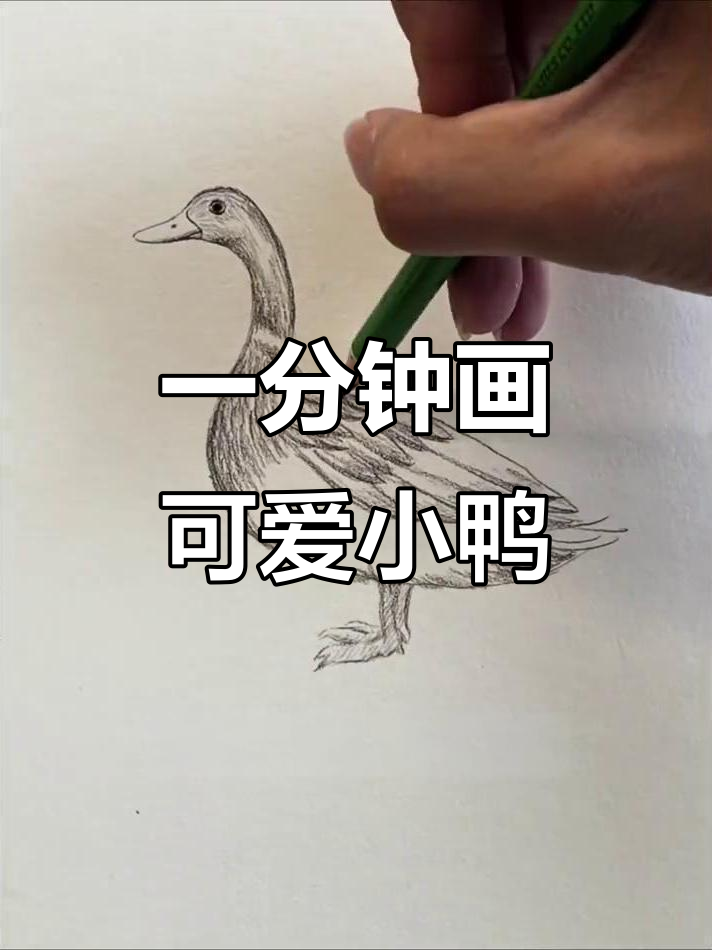 轻松学会炭笔小鸭子，扁嘴翘尾超萌！