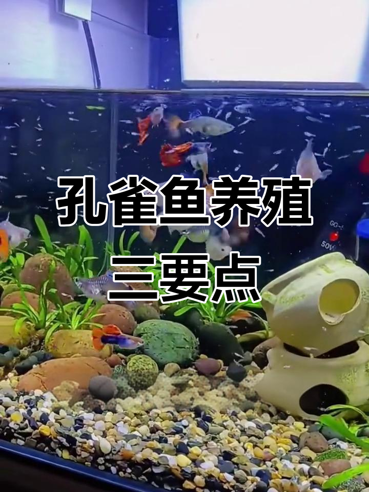 养孔雀鱼不复杂，掌握三大技巧轻松繁殖