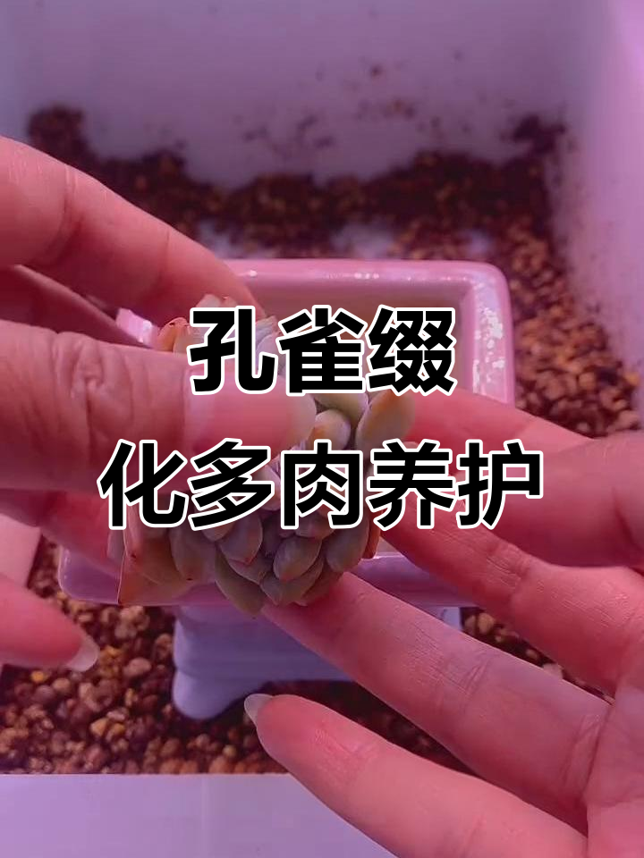 孔雀缀化多肉种植技巧,简单又美观