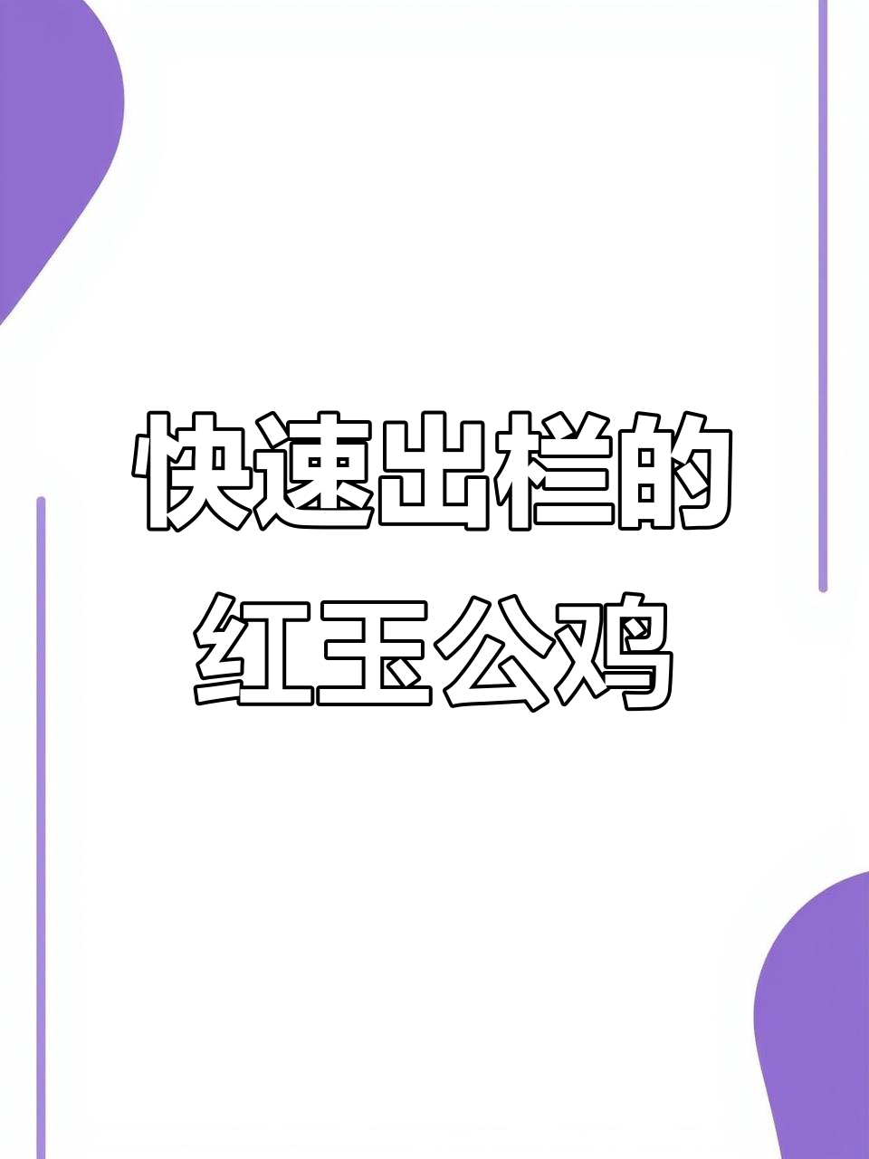 红玉380大红公鸡，四个月就能出栏，养殖轻松又高效