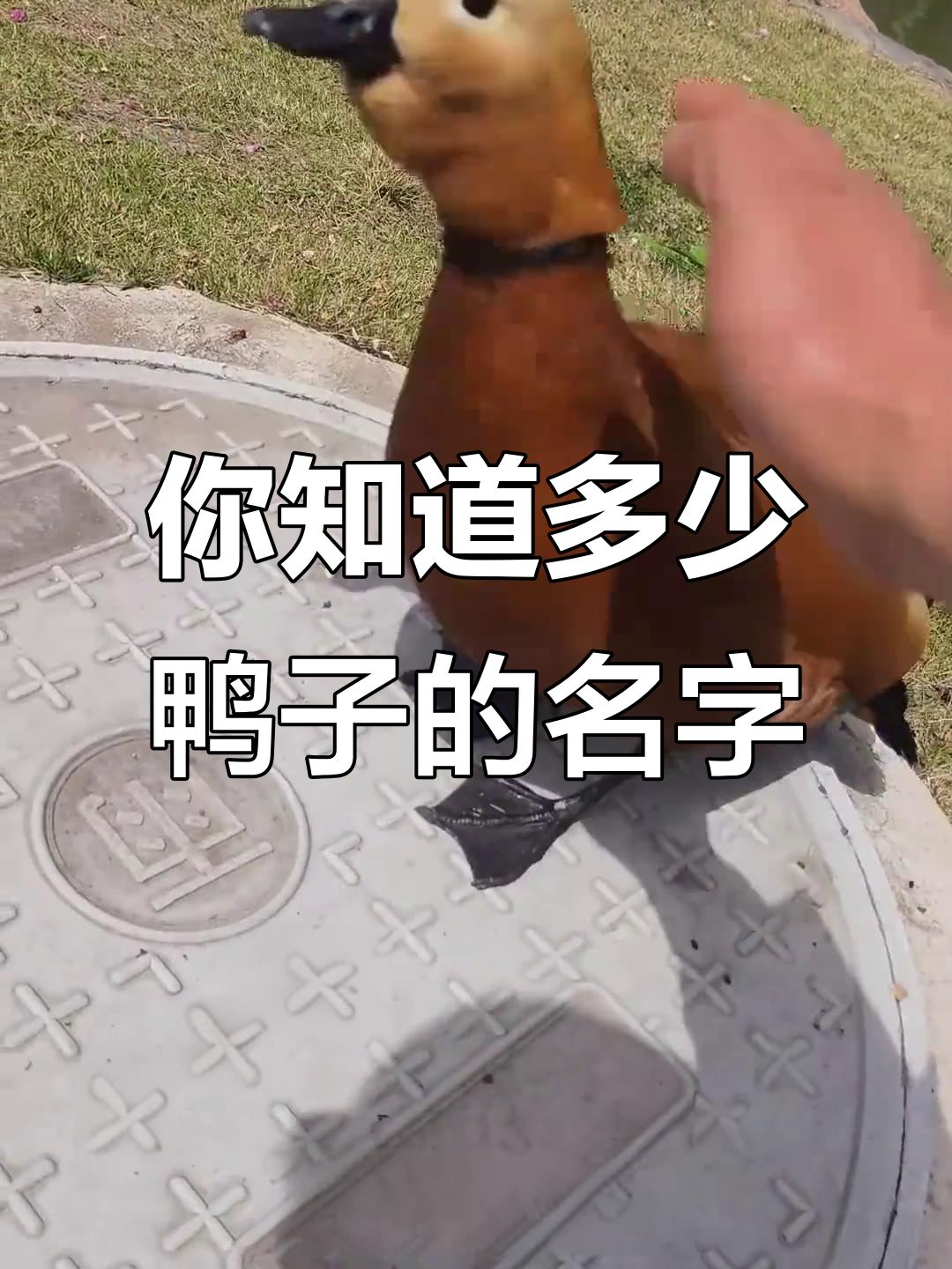 15种不同品种的鸭子,看看你认识几种?