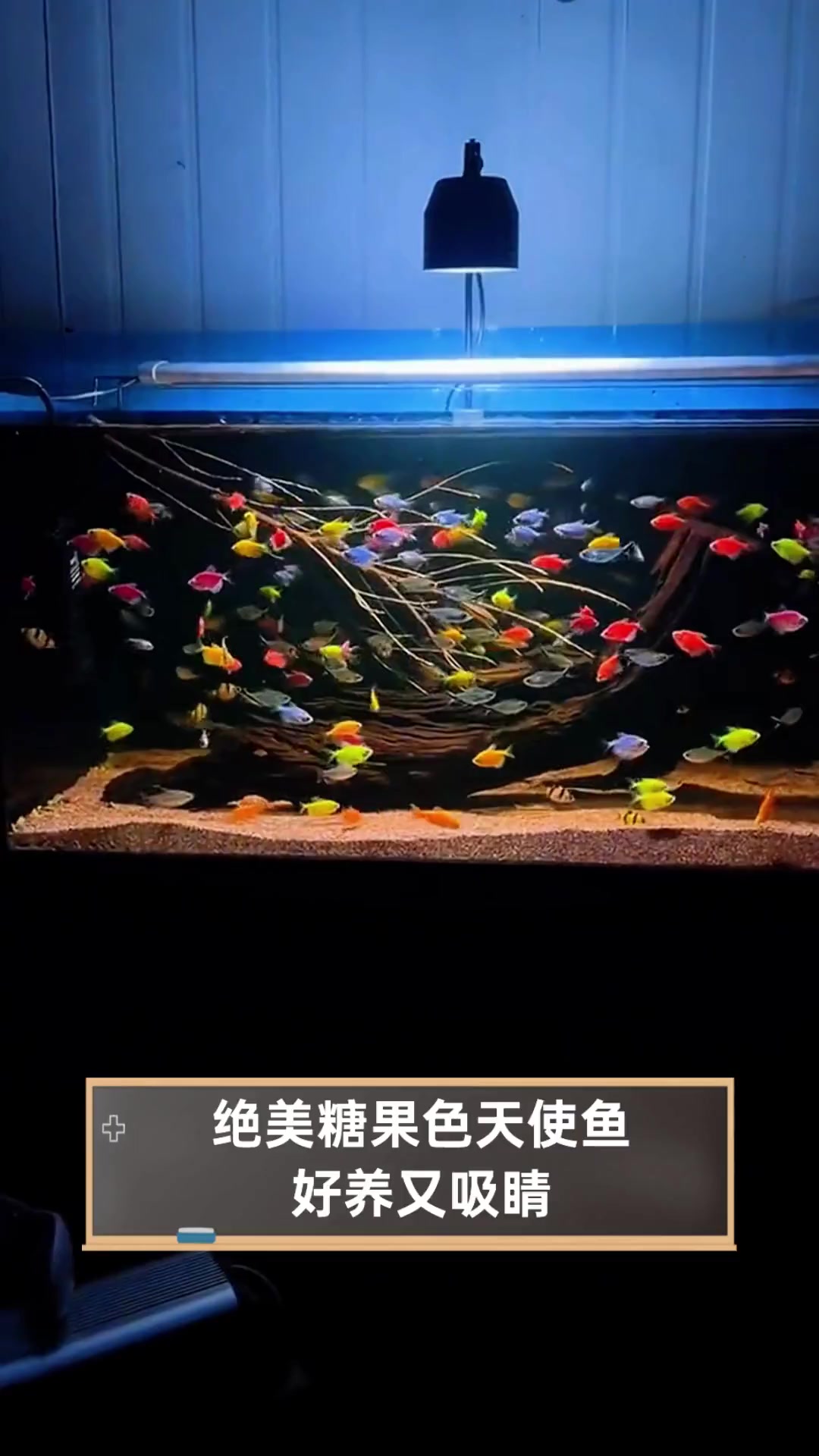 绝美糖果色天使鱼,好养又吸睛