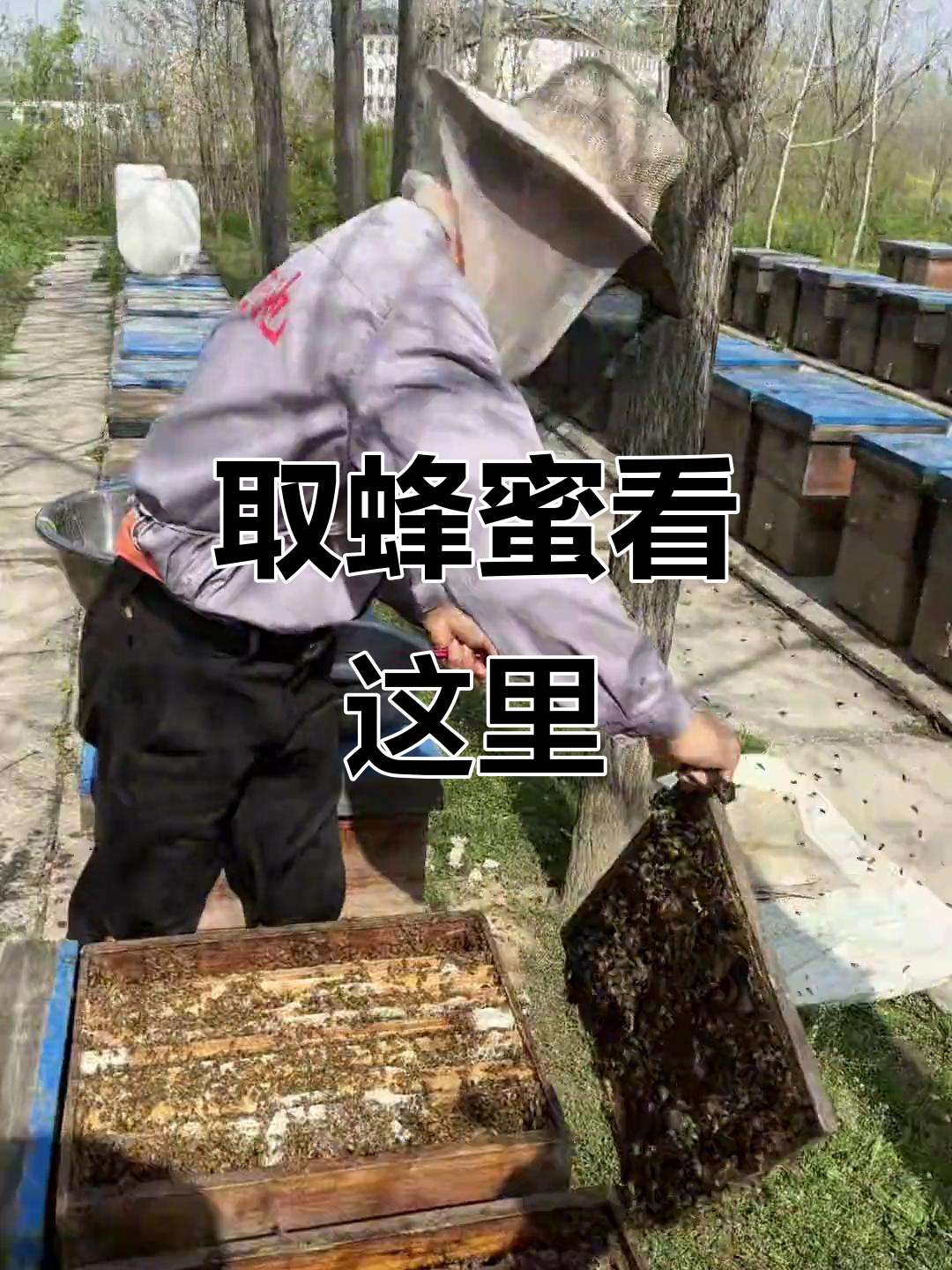 新鲜油菜蜜的取法,纯正原蜜等你来尝