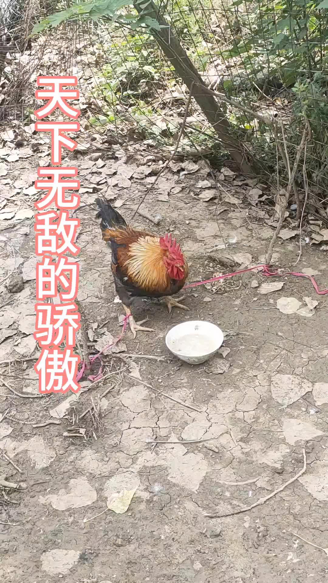 我怀疑这是一只天下无敌的斗鸡 生态散养土鸡 原创视频 意想不到的结局 大公鸡