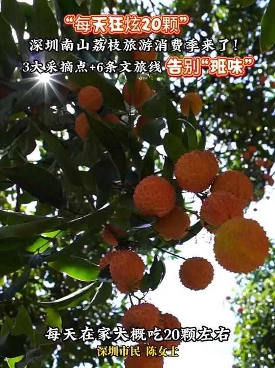 6月15日,深圳市南山区荔枝旅游消费季正式启动。今年,南山区荔枝的产量预计达到5000吨,