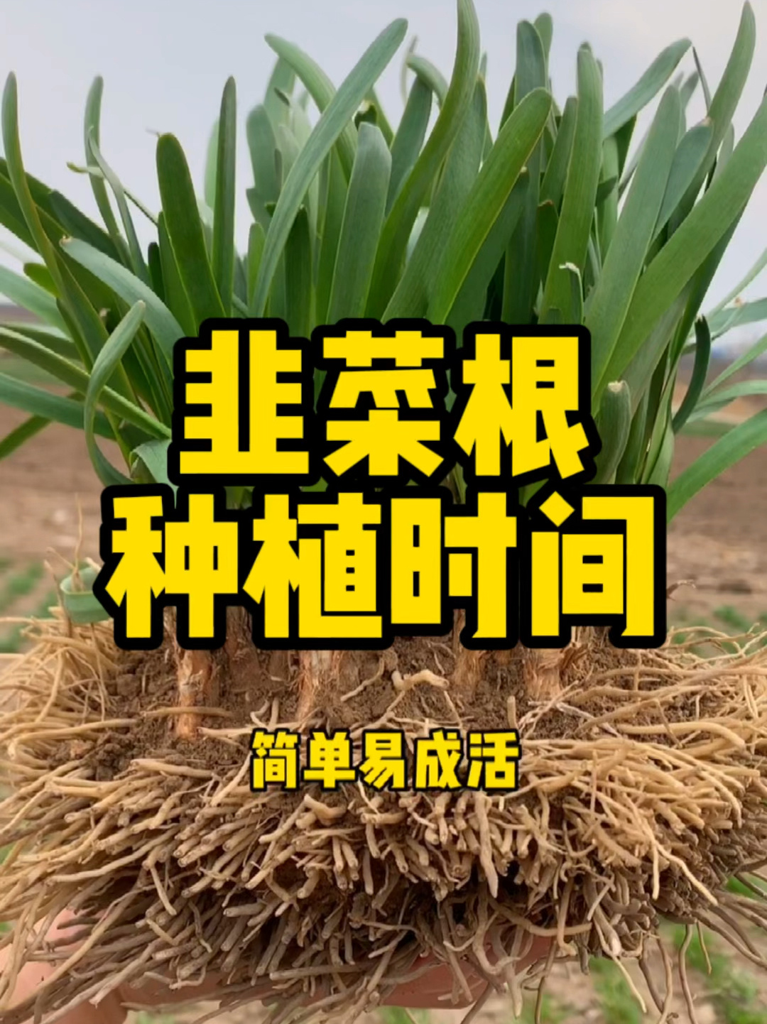 韭菜根种植时间