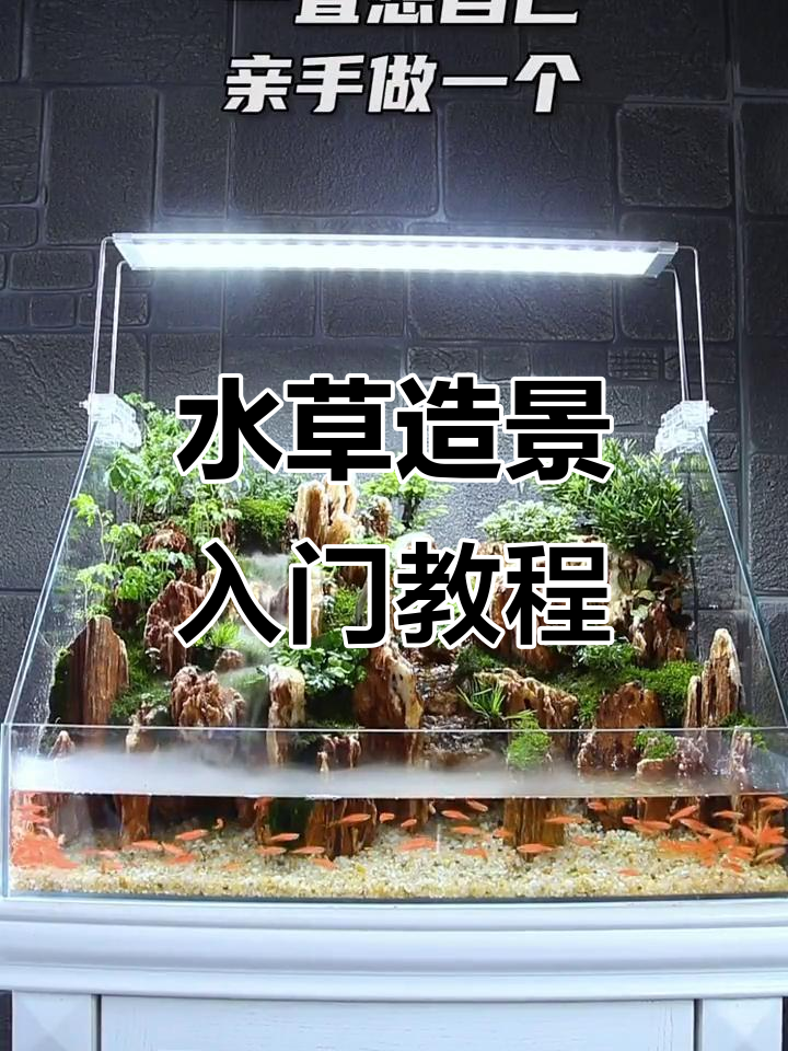 亲手打造水草生态缸,造景步骤全解析
