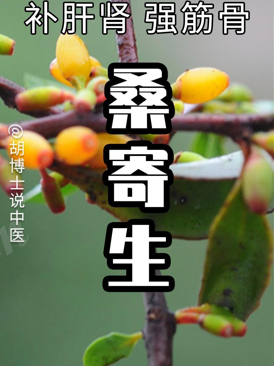 桑寄生 桑寄生 中草药 中药材 胡博士说中医