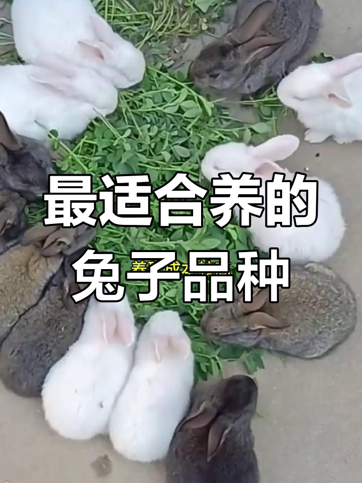 哪种兔子最适合养殖?新西兰白兔、毛兔等品种分析