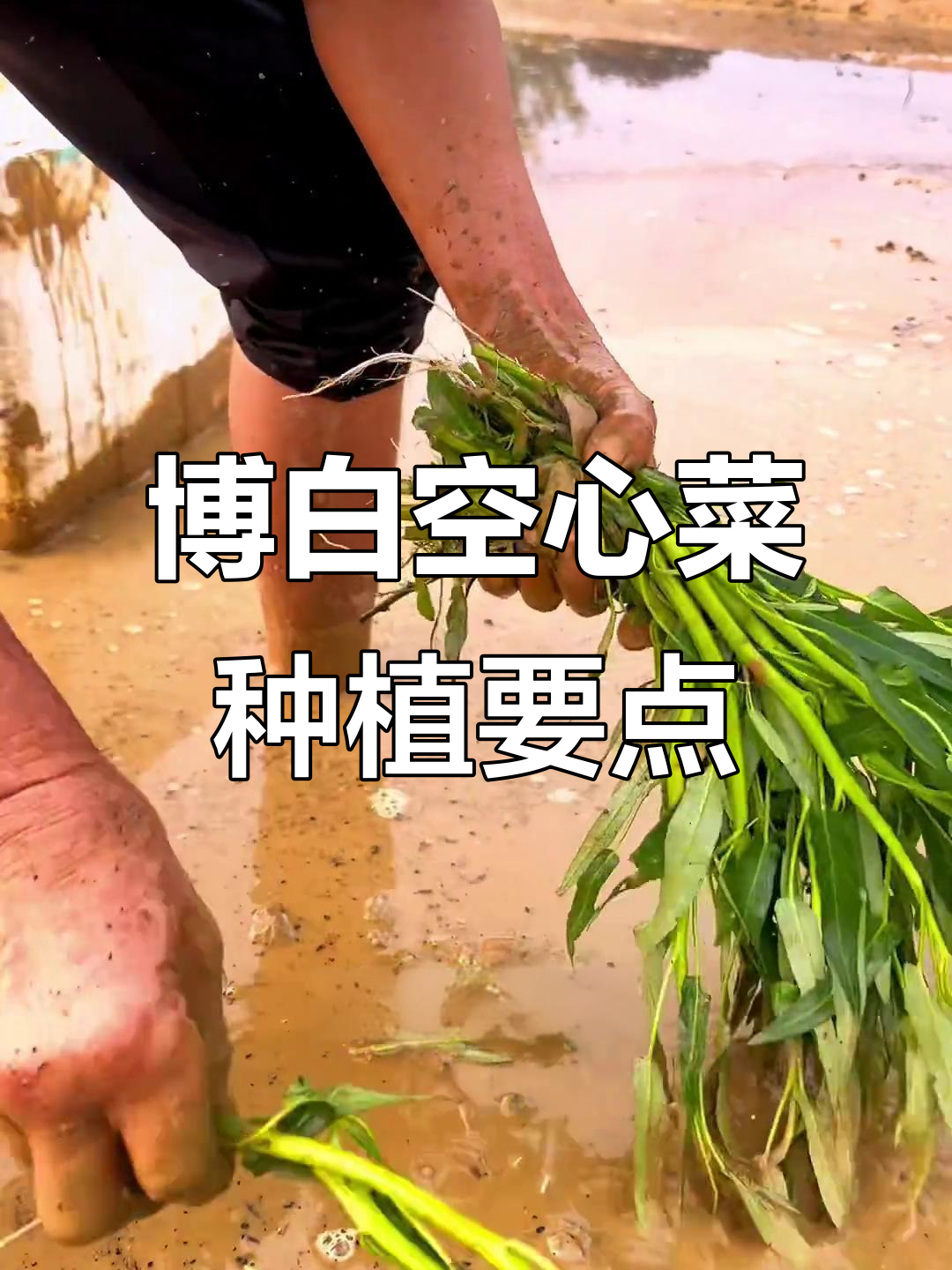 博白空心菜种植技巧:从水田管理到采收全程揭秘