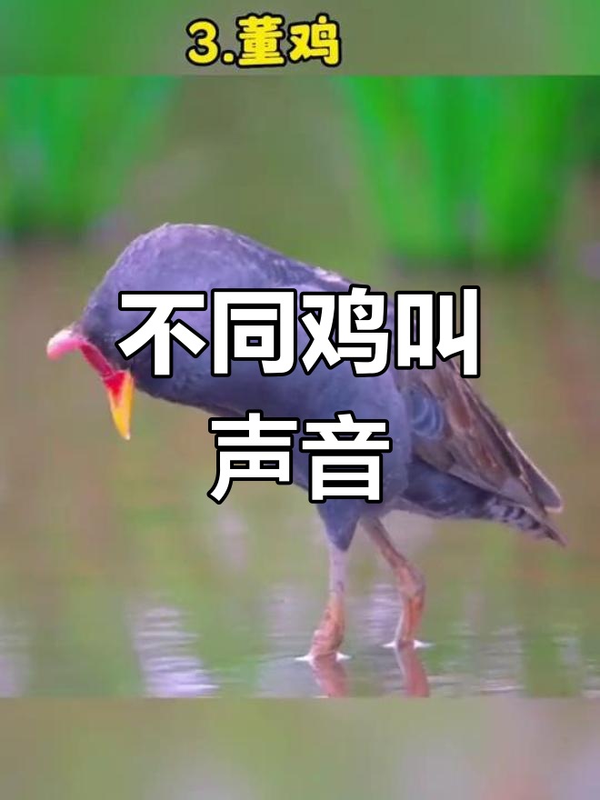 四种鸡叫声的纯音体验