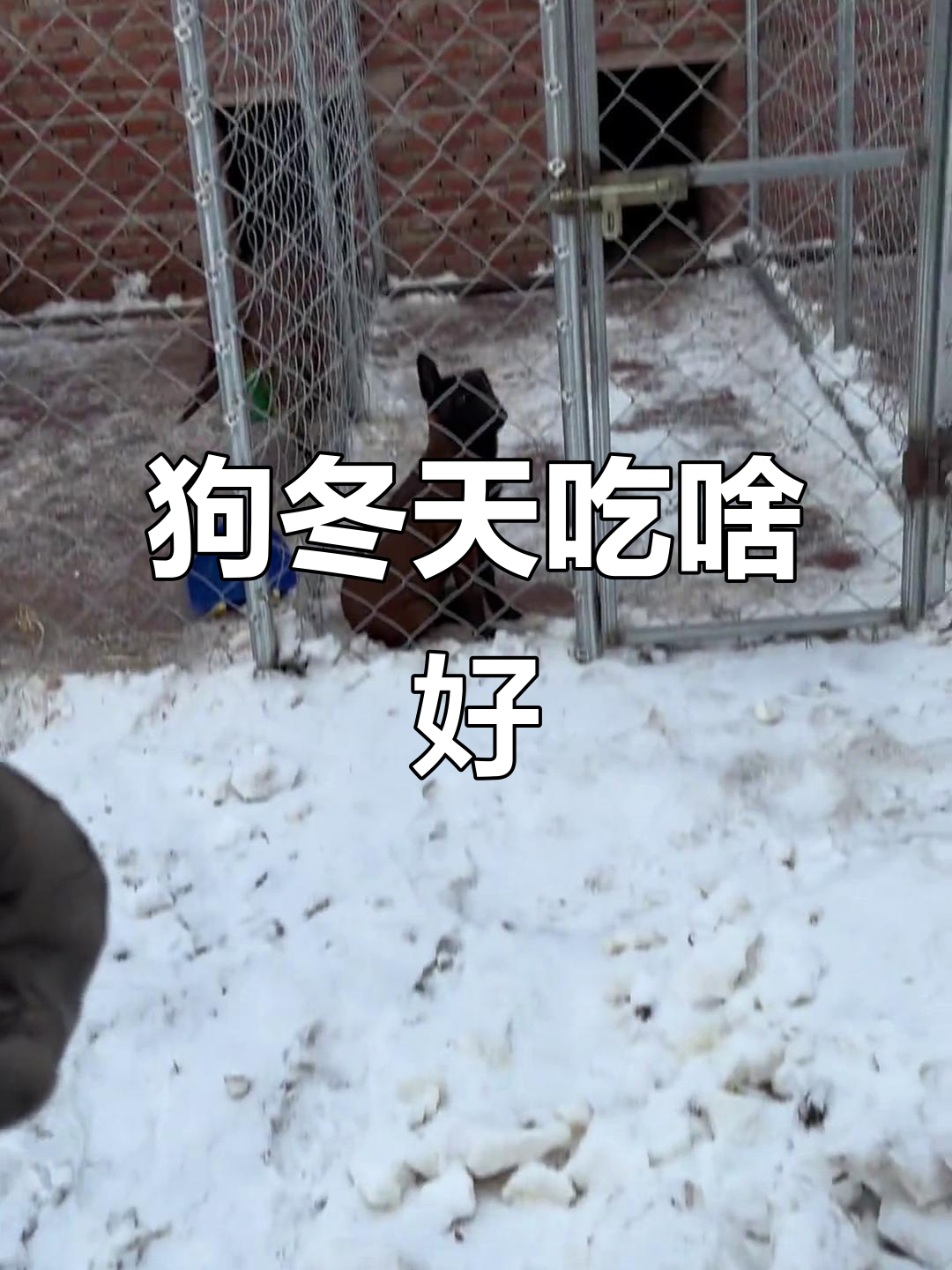 冬季狗食选择：鸡肠子能抗冻，但不宜长期喂