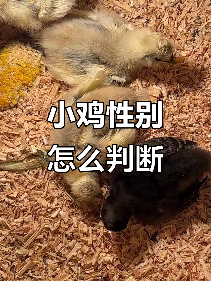 泰和乌鸡小鸡公母辨别技巧，轻松掌握！