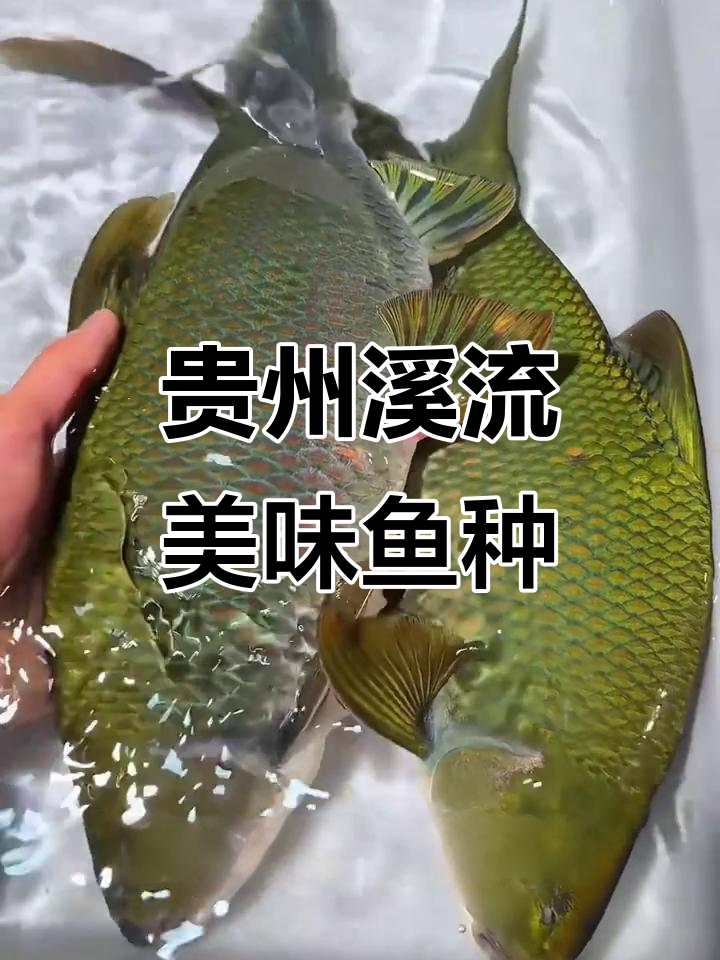 贵州溪流珍稀鱼类大揭秘,肉质鲜美不容错过