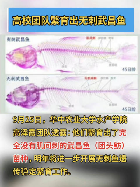「高校团队繁育出无刺武昌鱼」9月25日,华中农业大学水产学院高泽霞团队透露:他们繁育出了完