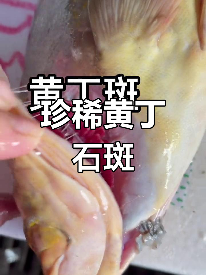 黄丁石斑鱼,肉质鲜美,珍贵海洋美味