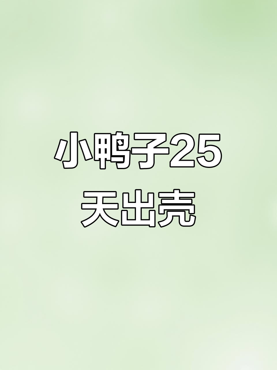 鹅蛋壳孵化小鸭子,25天破膜而出