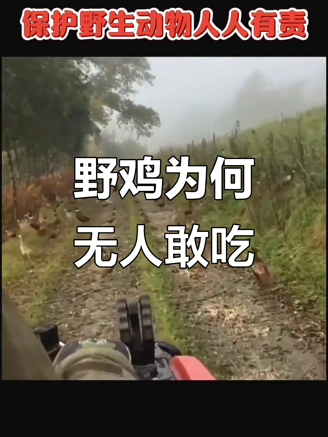 为什么野鸡在中国泛滥成灾,却没人敢吃?