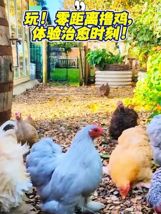 沉浸式提前逛鸡展 萌宠新境界!一场颠覆想象的宠物鸡盛宴 · 亮点提炼:· 看!全球稀有观赏