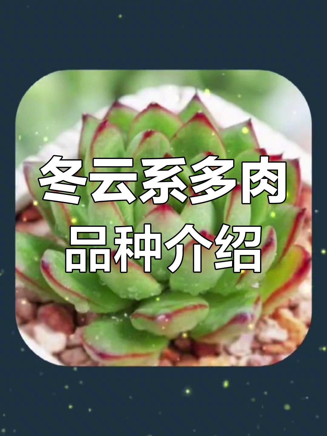 东云系多肉植物盘点:弗洛瑞安娜、野马东云与红颜蜜语等品种解析