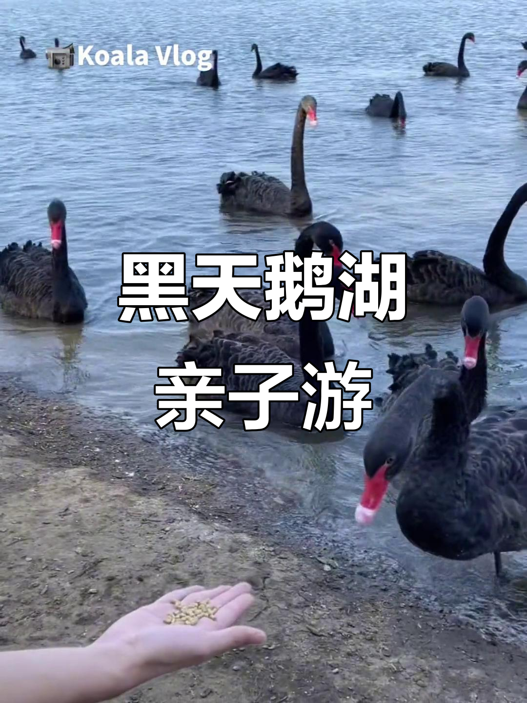沈阳周边黑天鹅湖亲子游,超多天鹅互动体验