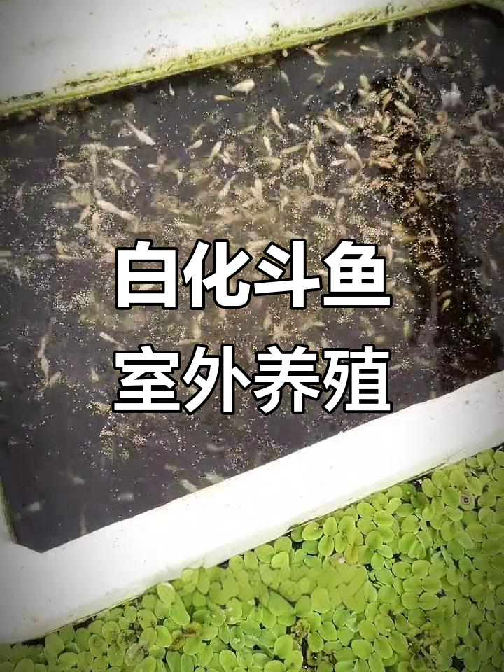 室内白化斗鱼养殖突破,帆布池高密度模式揭秘