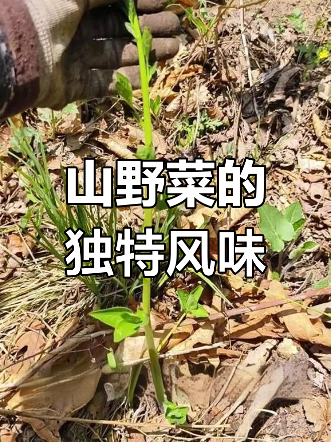 东北山野菜的美味探享