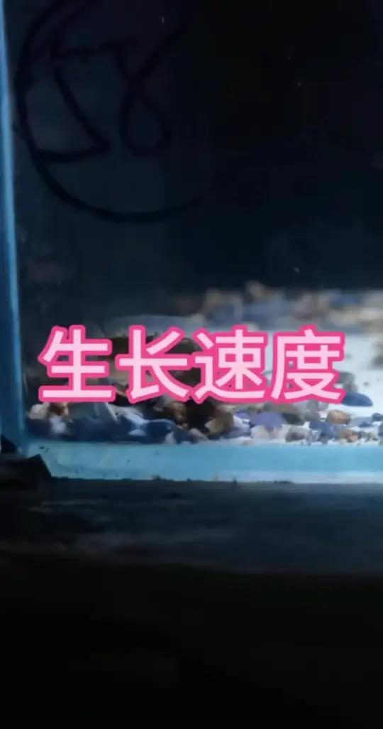 2024带苗记 雷龙鱼的生长速度 雷龙鱼 黄金眼镜蛇雷龙 巴卡雷龙 观赏鱼 雷龙鱼苗饲养方