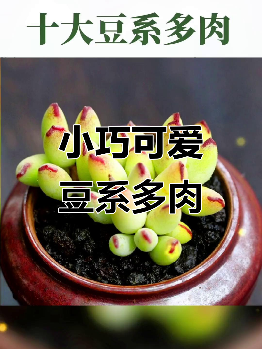 10款超萌豆系多肉，小巧玲珑治愈力满满