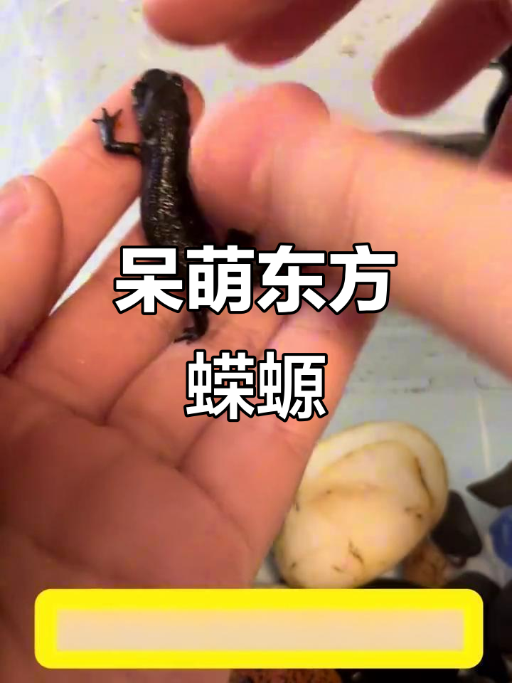 东方蝾螈:神奇的两栖宠物,拥有再生能力