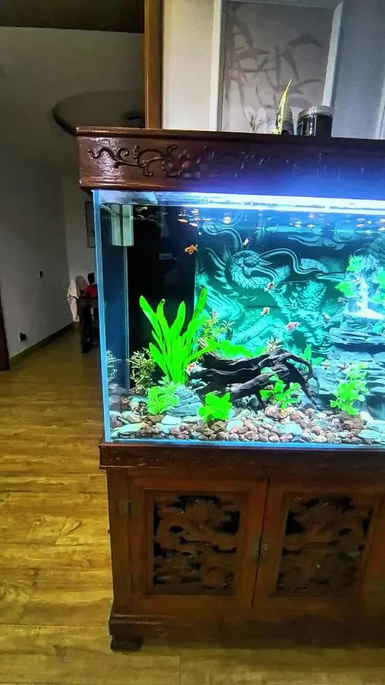 实在没忍住把鱼缸改造成了生态缸 水草造景 乐行天下旅游联盟 鱼缸造景 生态缸水草 水族造景
