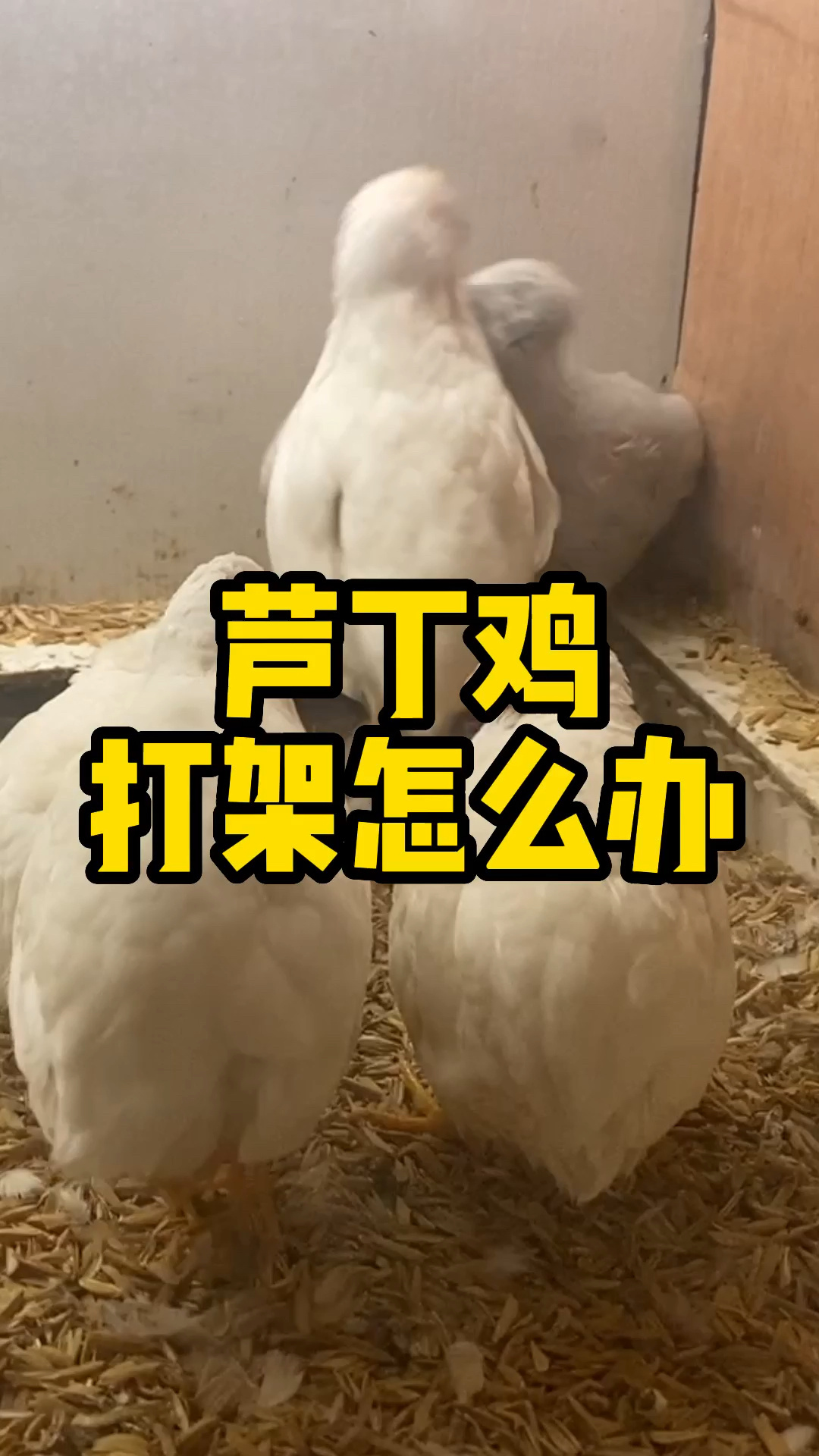 1分钟让你告别芦丁鸡打架的烦恼