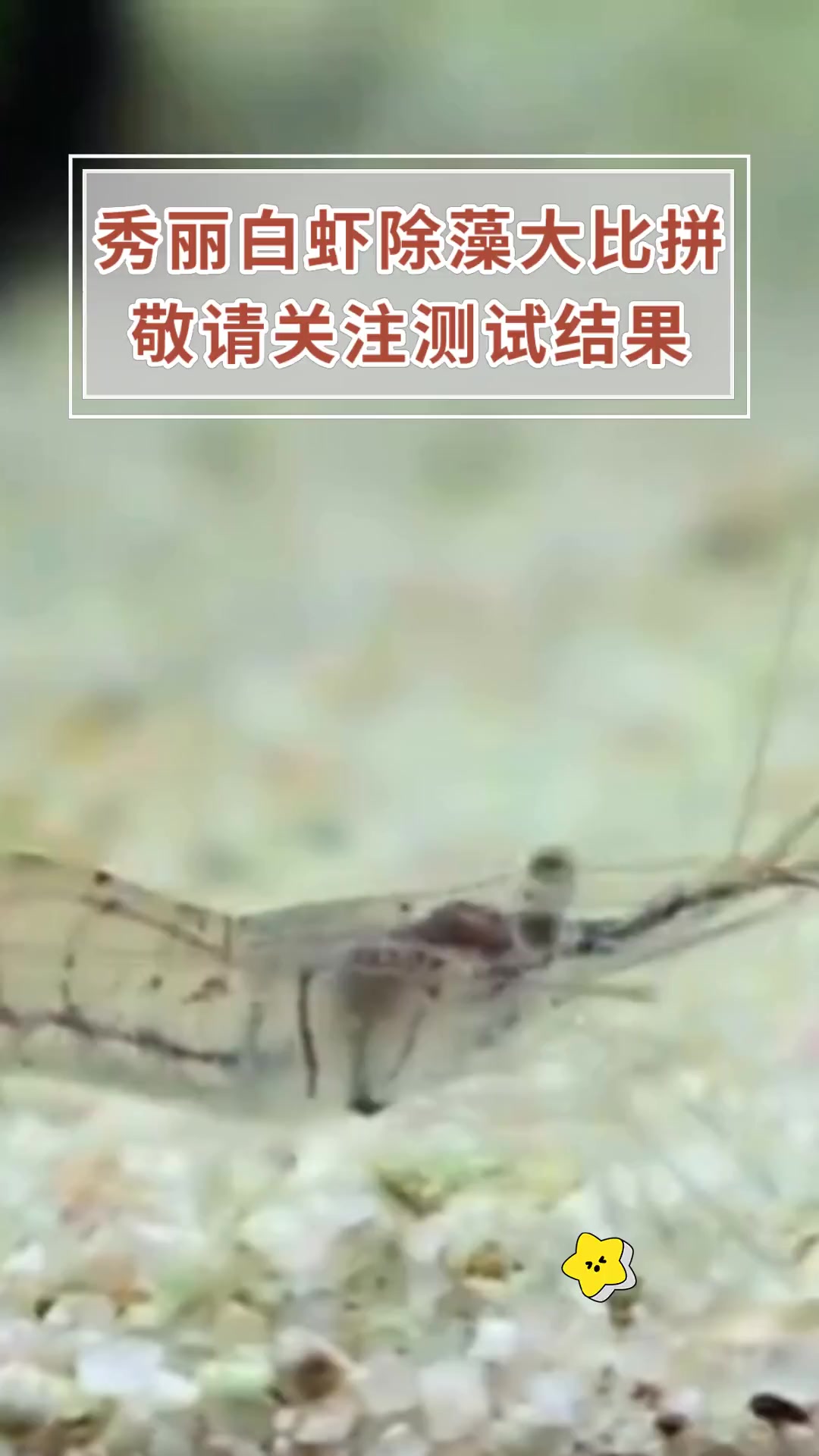 秀丽白虾除藻大比拼 敬请关注测试结果